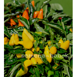 Перец острый Сальса Желтая (Salsa Yellow), 10 шт