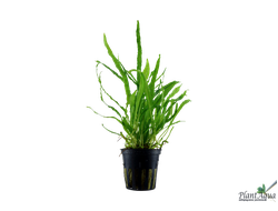 Папоротник тайландский узколистный (пластиковый горшок)