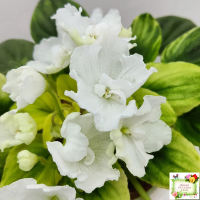 OS-Дыхание Весны (С.Осипова) 2019 г. (клакамас с кроновой пестролистностью)