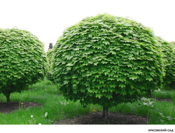 Клен остролистный Глобосум - Globosum