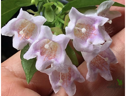 Abelia 'Edward Goucher' / Абелия Гуччера