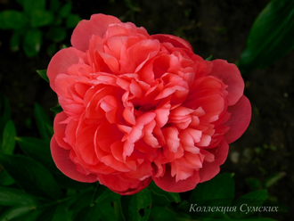 Пион Lorelei (Лорелей)