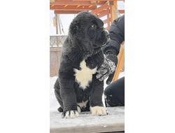 Кобель 3.ПЕРС. Красноярский край