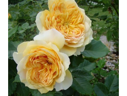 100 идей сада ( голден зест) Golden Zest , 100 Idees Jardin)  шраб.