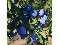 Саженцы сливы (наличие в садовом центре)