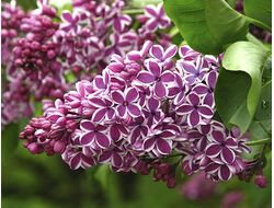 Сирень обыкновенная Сенсация, C5