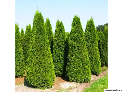 Туя Пирамидалис Компакта - Pyramidalis Compacta