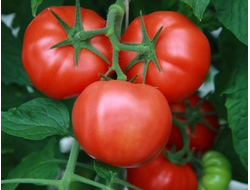 семена томаты "Синьора" 5 шт.