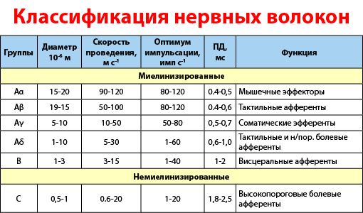 Классификация нерыных волокон