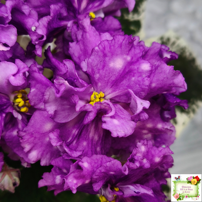 ВаТ-Шоколадное Настроение (Т. Валькова) 2019 г.