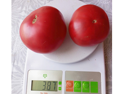 Томат София Бордо (Sofia Bordo)