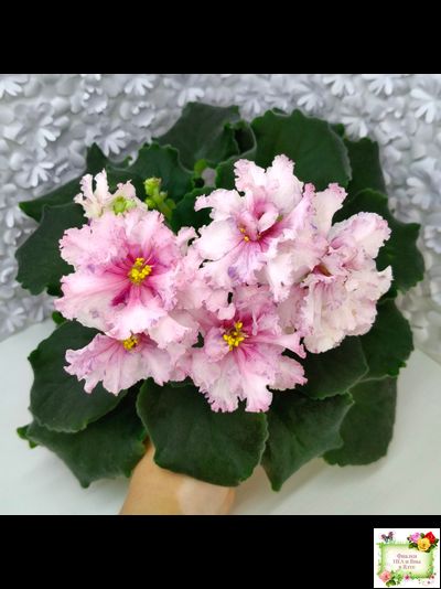 РМ-Ягодный Мармелад (Н.Скорнякова) 2019 г.