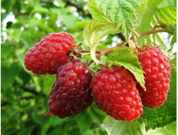 Малина Гусар