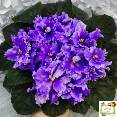 МТ-XXL Эльф (М. Тотиева) 2022 г.