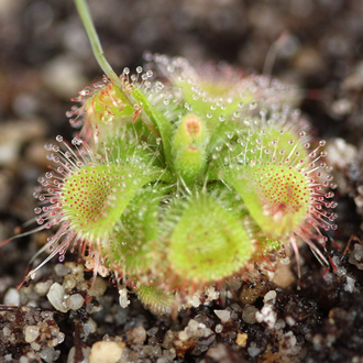 Drosera "Sessilifolia"