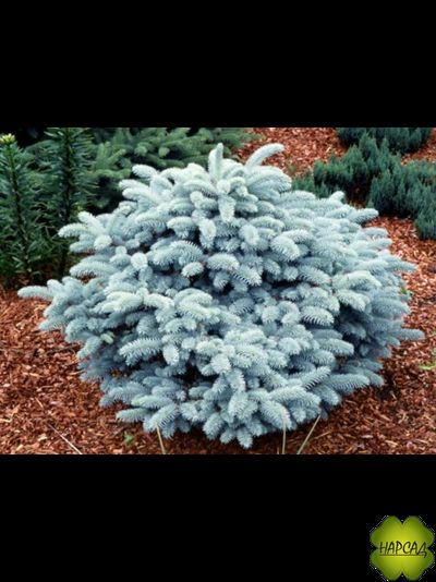 Ель колючая "Глаука Глобоза" (саженец 20х25 см)