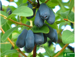 Жимолость "Принцесса Диана"