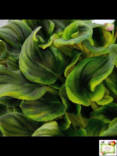 LV-Яночка (Л. Шевелева) 2023 г. трейлер (клакамас с кроновой пестролистностью)