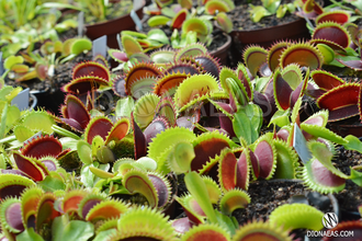 Dionaea muscipula Dracula