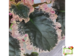 ВаТ-Тип-Топ (Т. Валькова) 2015 г.