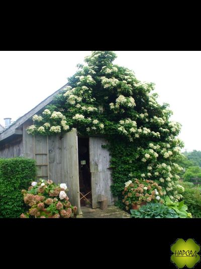 ГОРТЕНЗИЯ лиана плетистая