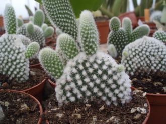 Opuntia microdasys