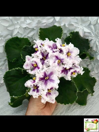 МТ-Сладкая Фантазия химерный спорт