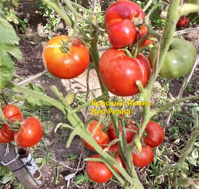 Томат Красный Пенна (Red Penna)