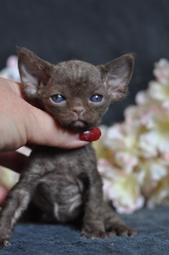 Кот потрясающей  красоты,  окрас шоколад!