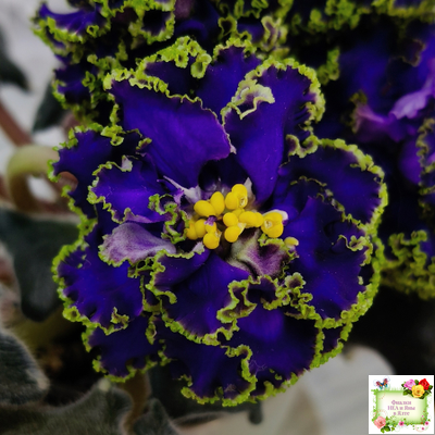 ЕК-Кудри Посейдона (Е.В. Коршунова) 2017 г. (лист посажен 01.11.25)