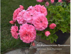 Марокканская Принцесса фото