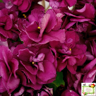 СВ-Город Солнечногорск (О.Емельянова) 2023 г. трейлер