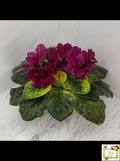 ЕК-Жара (Е. Коршунова) 2018 г.