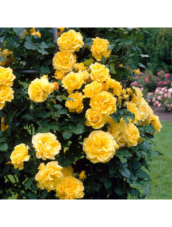 Зоммергольд (Sommergold)