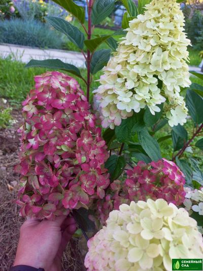Гортензия метельчатая "Пантеон"