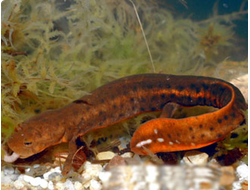 Губастый коротконогий тритон(Pachytriton brevipes)