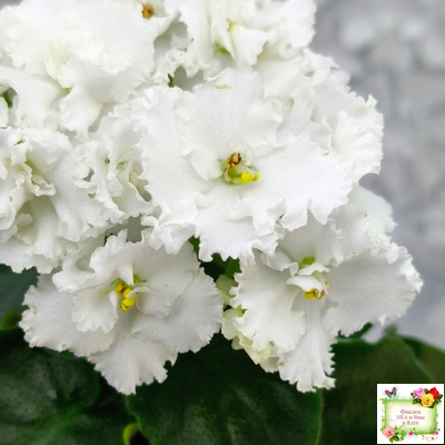 ML-Облако в Горах (Miniviolets Lux) 2022 г. (лист посажен 25.01.26)