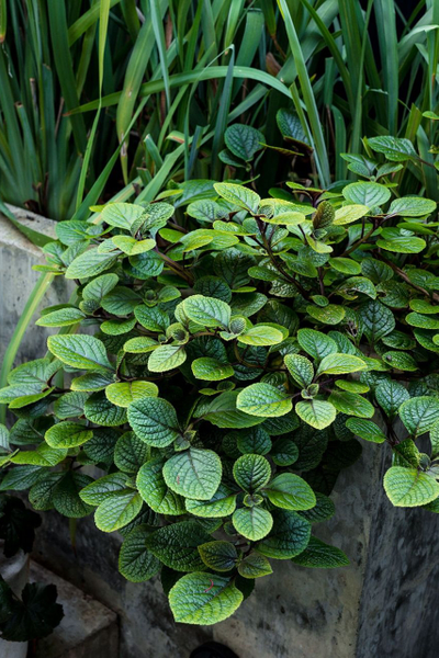 Плектрантус (кашпо)