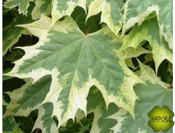 Клен остролистный "ДРУММОНДИ" (саженец 1,8 м)