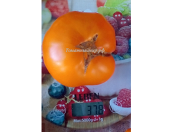 Томат Джамбо Джим оранжевый (Jumbo Jim Orange)