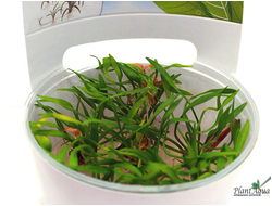 Эхинодорус тенеллус