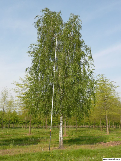 Береза бородавчатая - Betula pendula