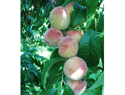 Персик, черенки