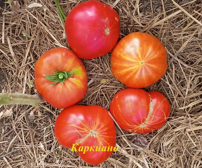 Томат Каркиано (Karkiano), Испания