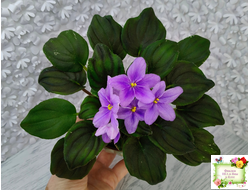 LV-Астемир (Л. Шевелева) 2025 г. трейлер (детка-стартер)