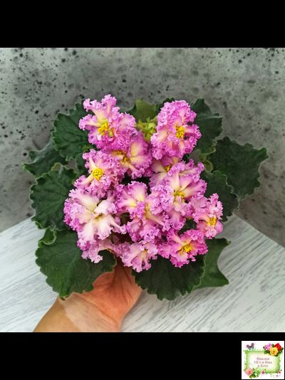 РМ-Богиня Солнца (Н. Скорнякова) 2019 г.