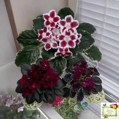 Black Jewel (H.Pittman) 02/14/04