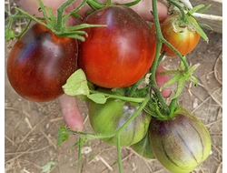 Томат Сержант Пеппер Бронза Груша (Sgt. Pepper Bronze)