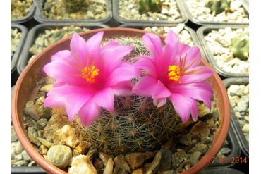 Mammillaria oliviae  