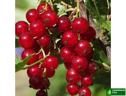 Смородина красная "Мармеладница"